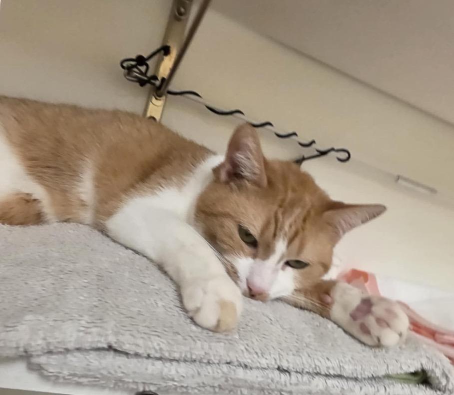 Enlarge WAFFLES, a Adoptable mixed breed in Muskegon, MI image 6/6