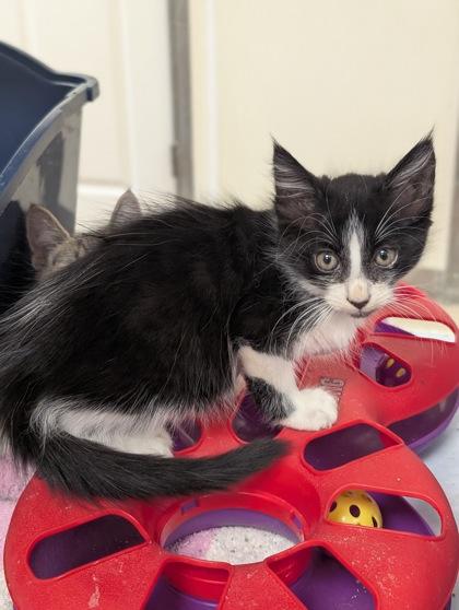 John, Adoptable, Kitten Male Domestic Medium Hair & Domestic Short Hair.