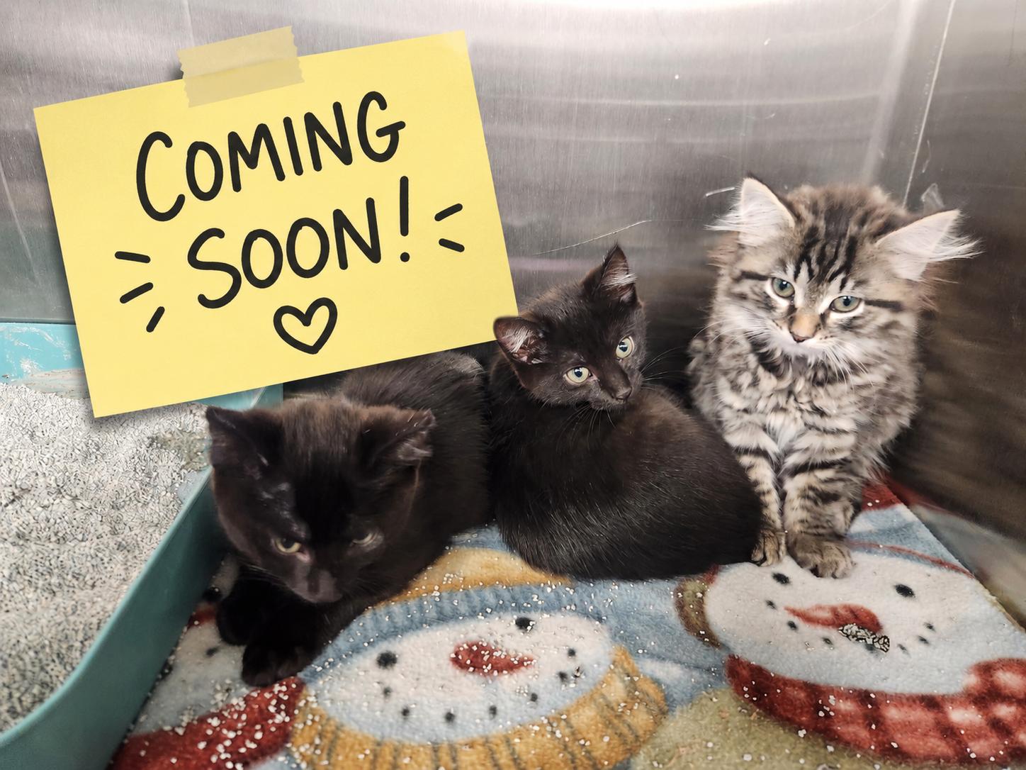 Enlarge Lynx, Orion, & Lyra, a ADOPTABLE Domestic Short Hair in Hagerstown, MD image 1/1