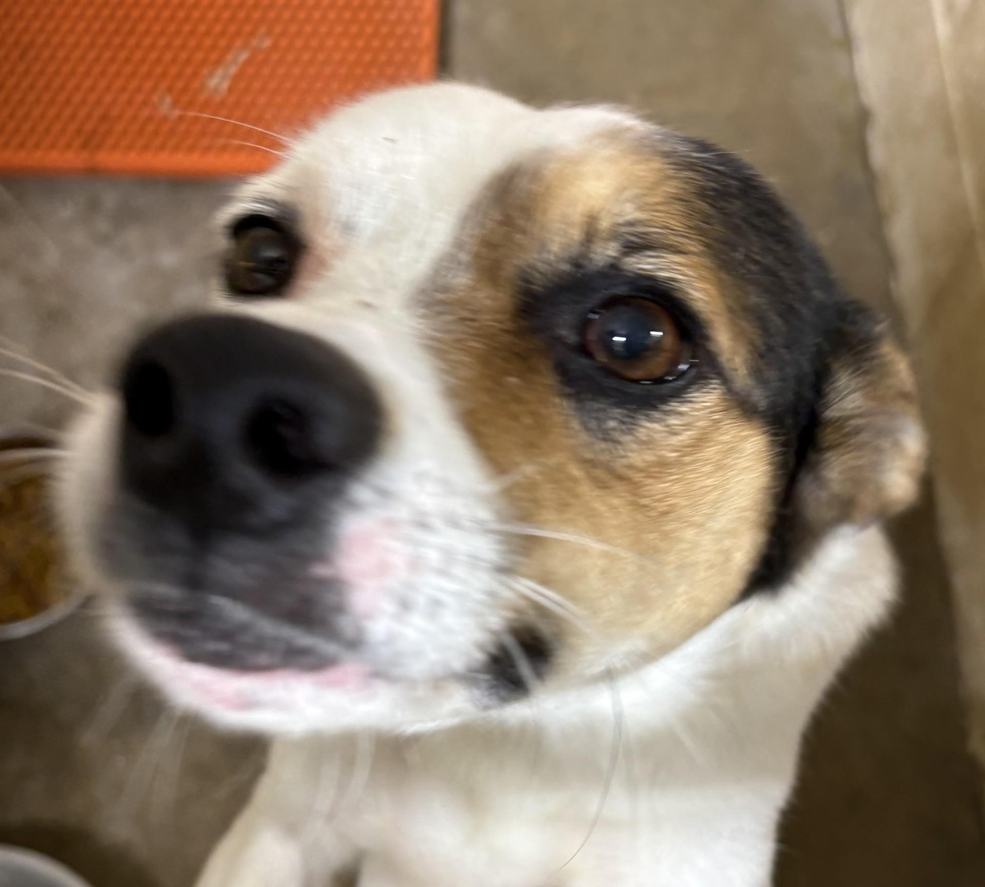 Mathis, an adoptable Jack Russell Terrier Mix in Paris , TN_image-1