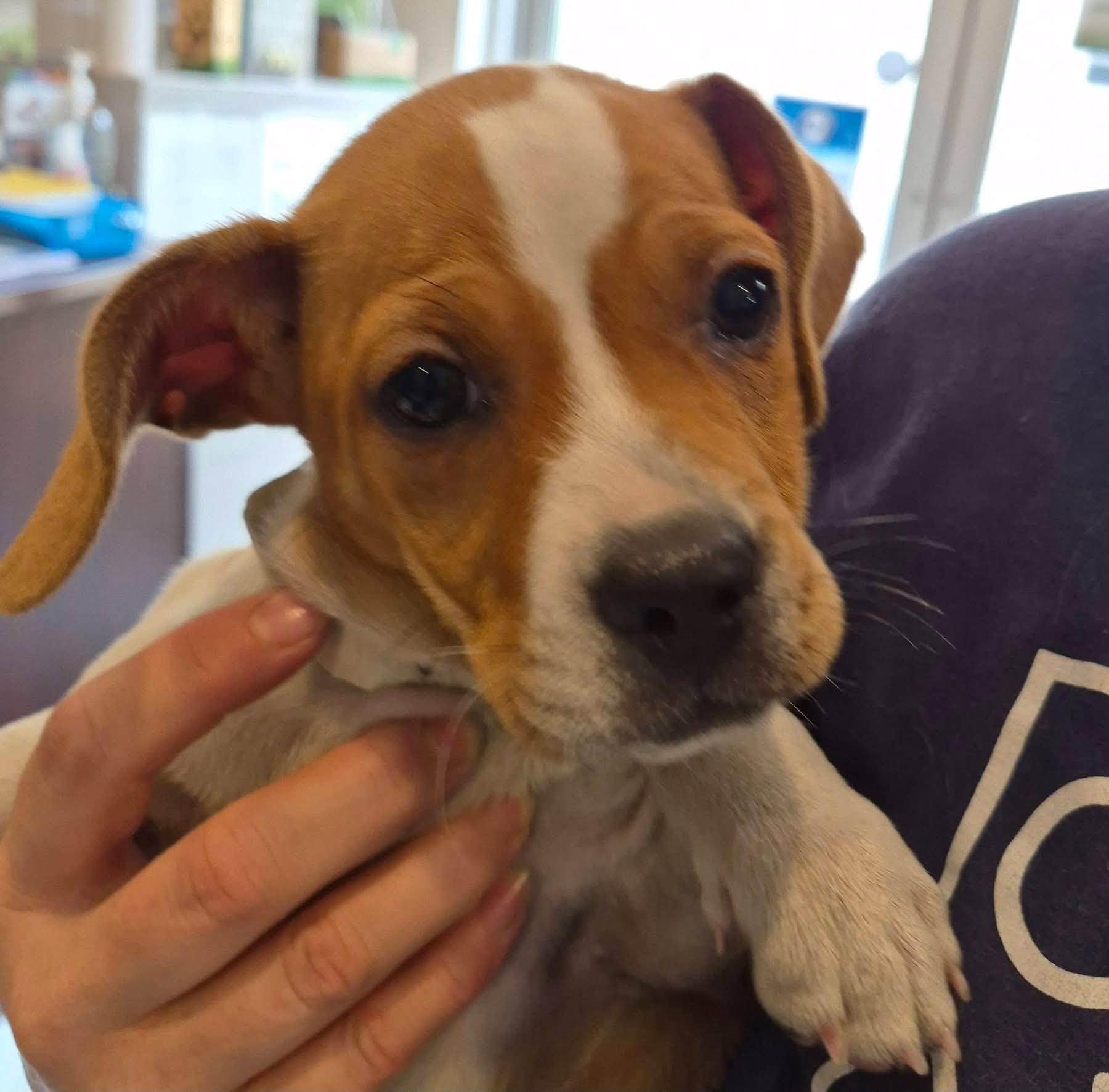 Pepperoni, adopted, Puppy Female Dachshund.