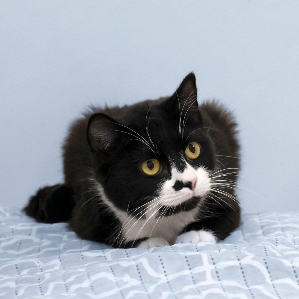 Enlarge Cricket, a Adoptable Domestic Short Hair in Cartersville, GA image 1/2