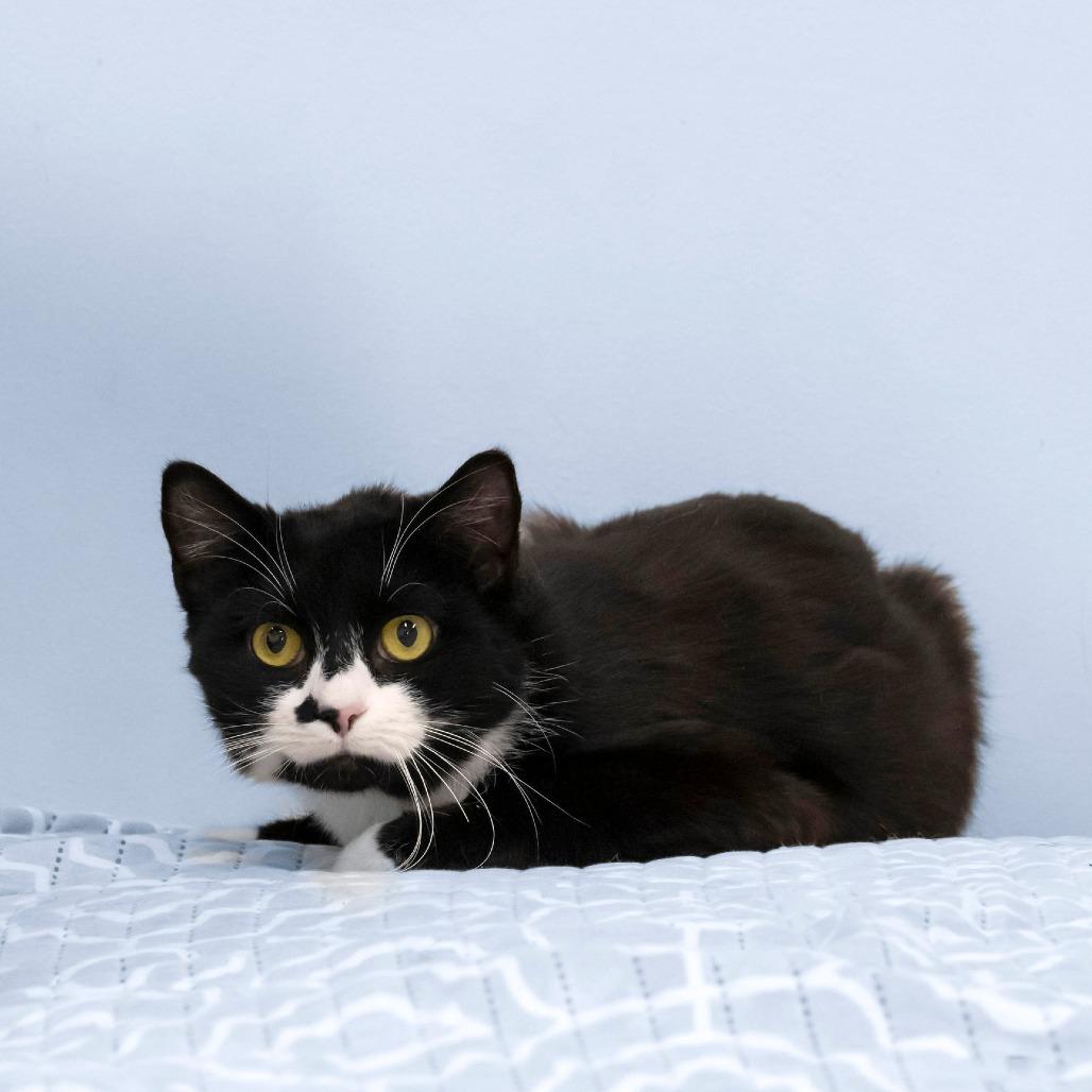 Enlarge Cricket, a Adoptable Domestic Short Hair in Cartersville, GA image 2/2
