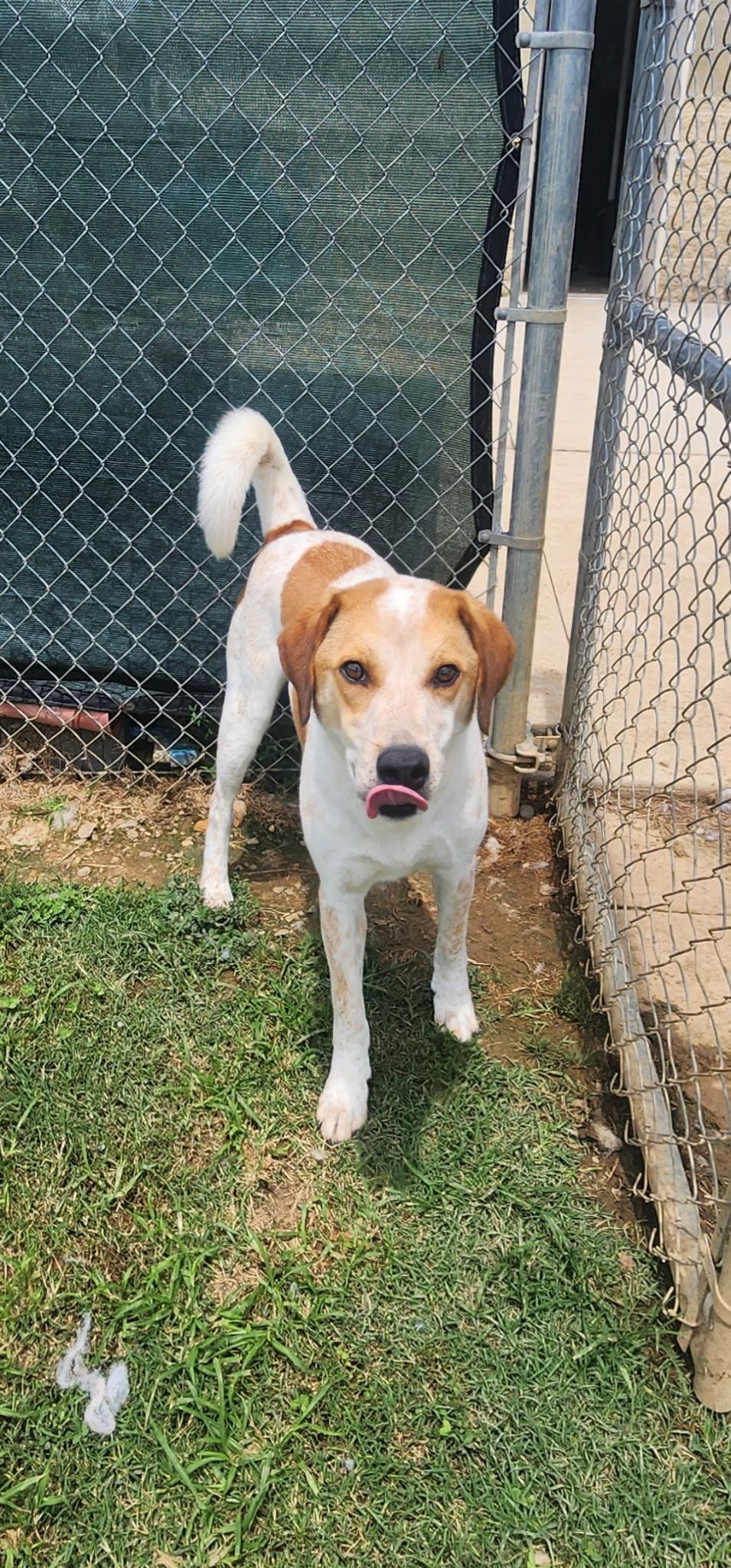Clancy, Adoptable, Adult Male English Coonhound.
