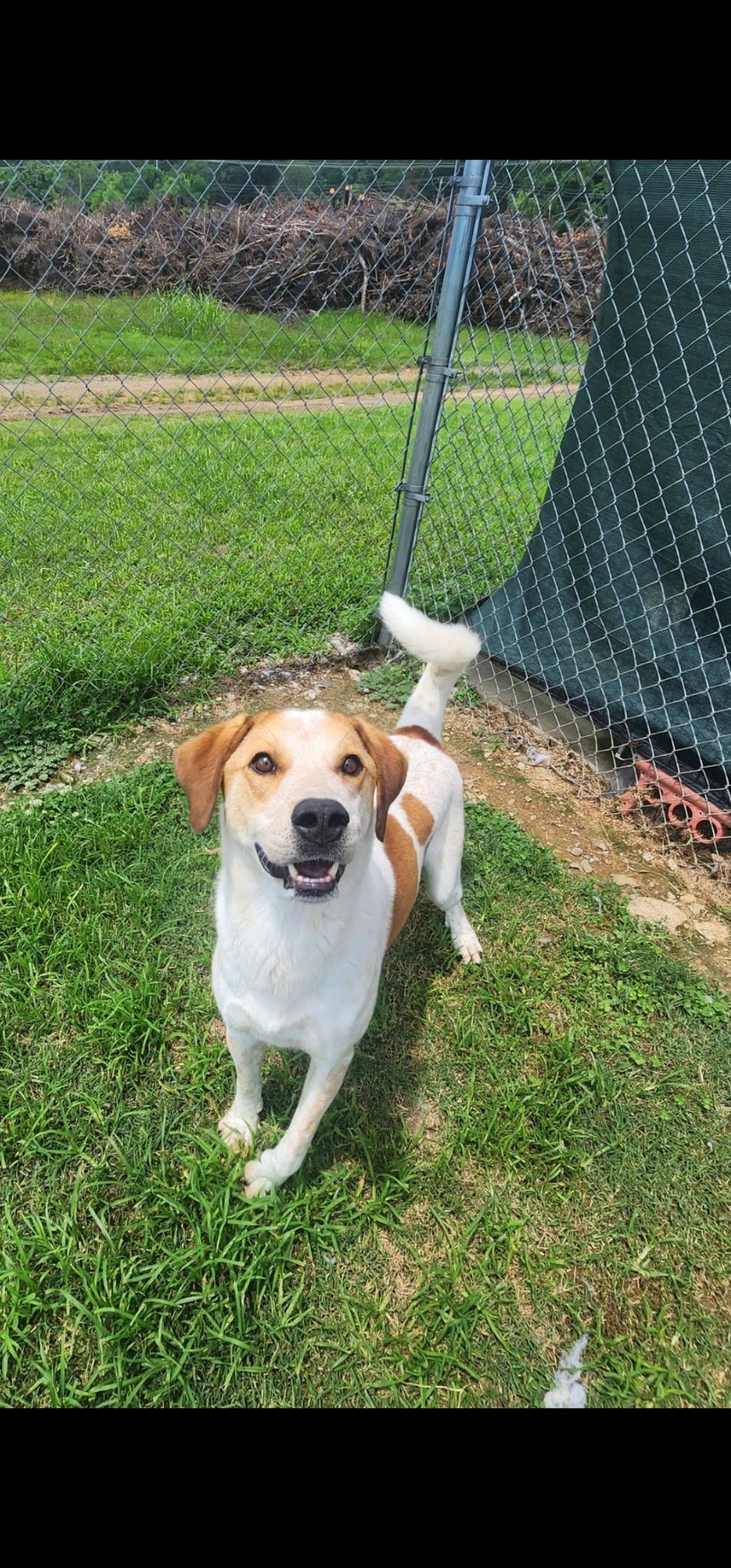 Clancy, a Adoptable mixed breed in Tullahoma, TN image 2/6