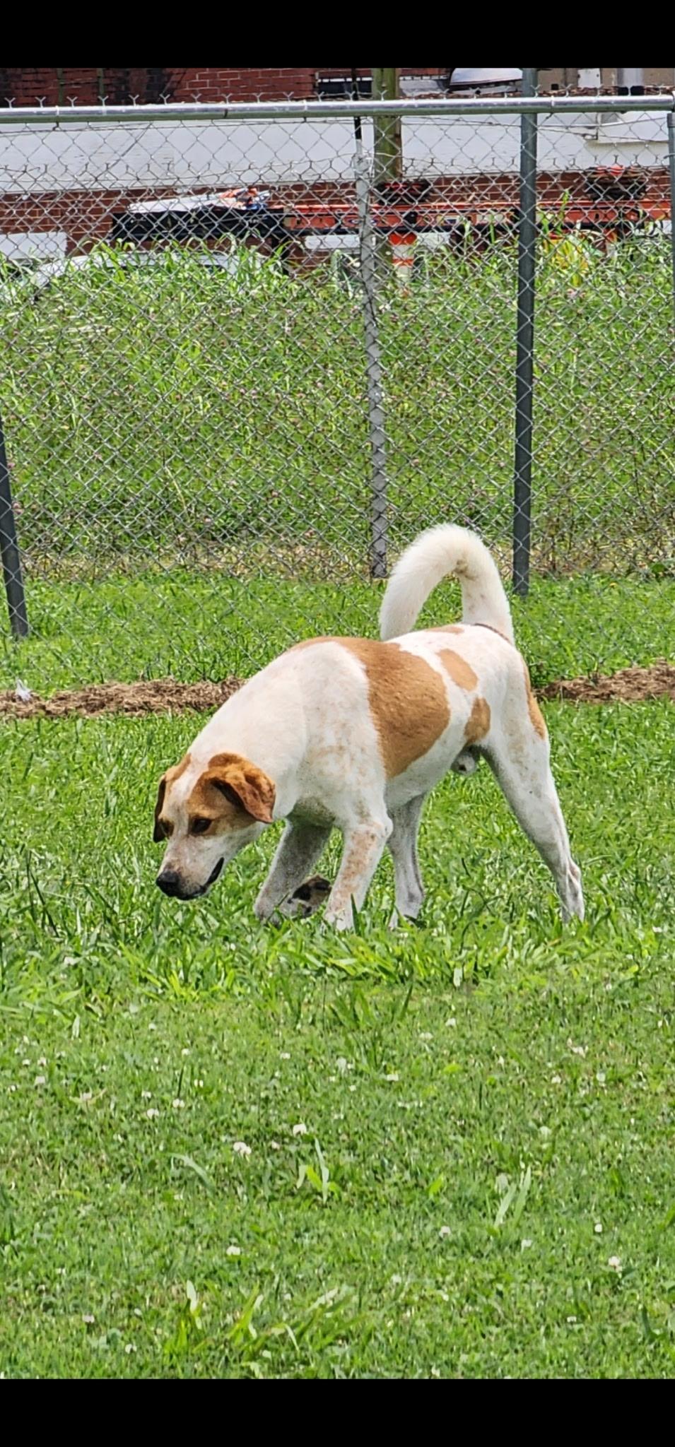 Clancy, a Adoptable mixed breed in Tullahoma, TN image 3/6