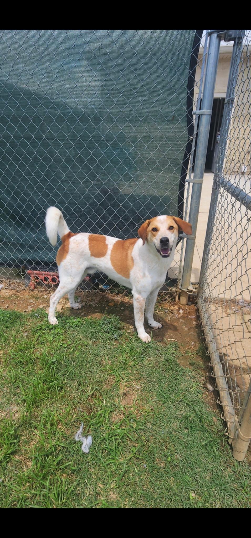Clancy, a Adoptable mixed breed in Tullahoma, TN image 4/6