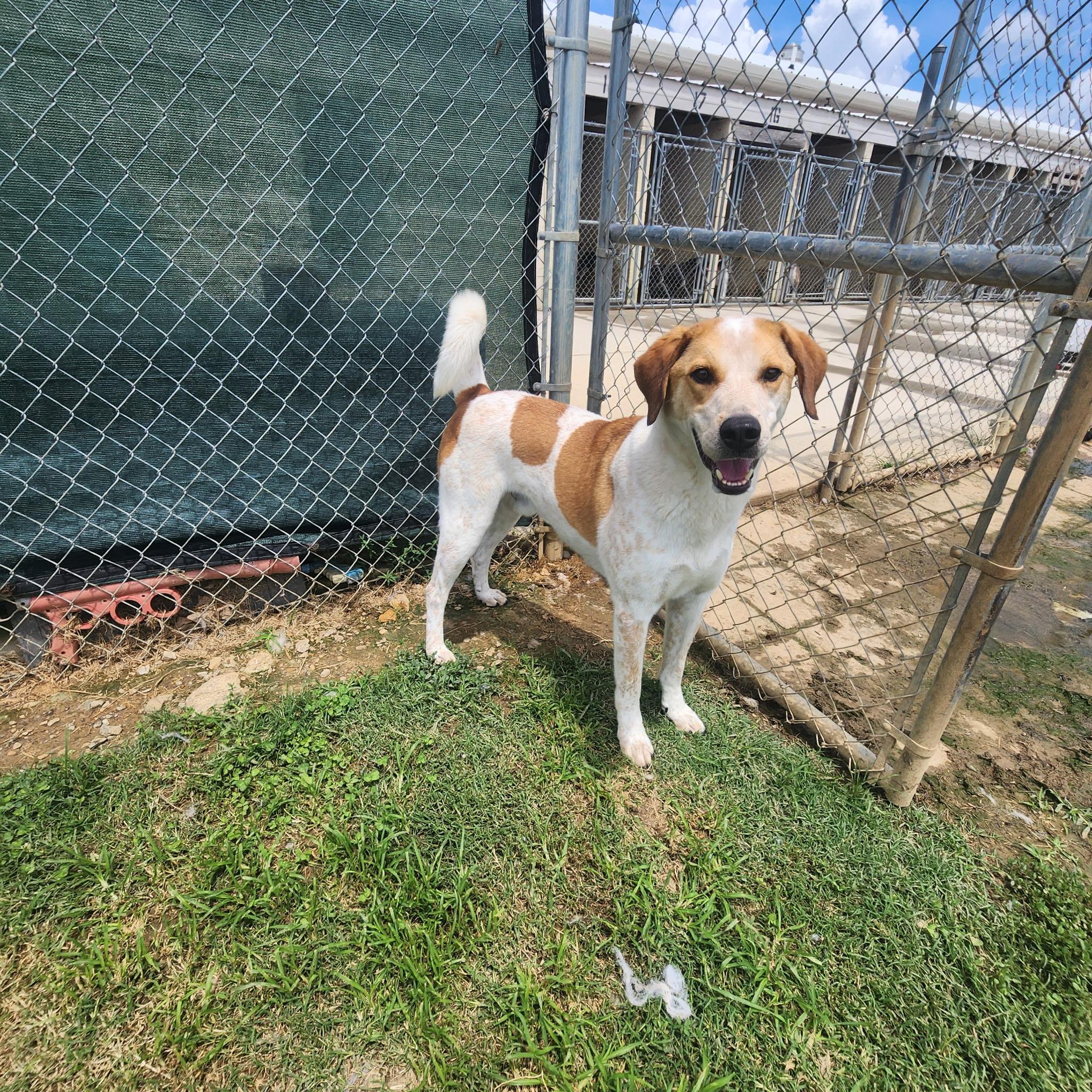 Clancy, a Adoptable mixed breed in Tullahoma, TN image 5/6