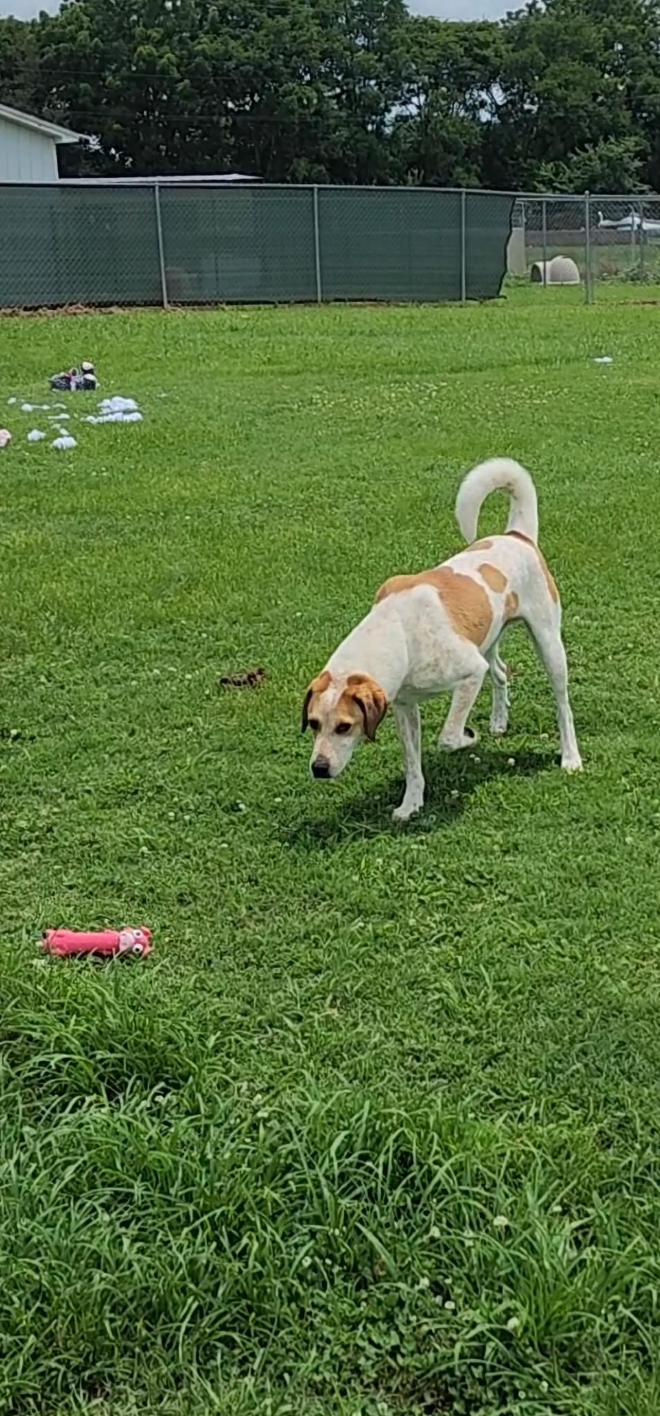 Clancy, a Adoptable mixed breed in Tullahoma, TN image 6/6