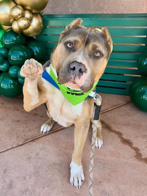 Enlarge HOWIE, a Adoptable Pit Bull Terrier in Santa Maria, CA image 1/1
