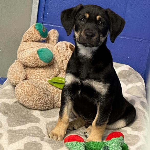 Ct Nolan thumbnail 4