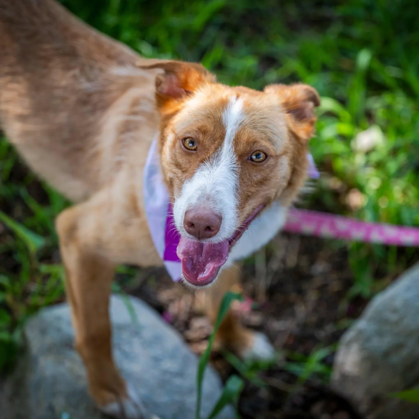 Cami, a Adoptable mixed breed in HANSON, MA image 2/5