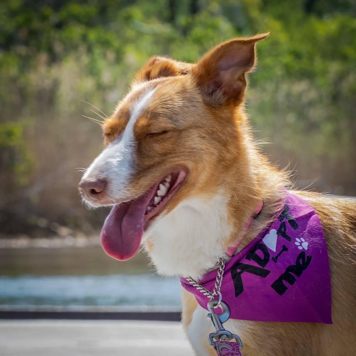 Cami, a Adoptable mixed breed in HANSON, MA image 4/5