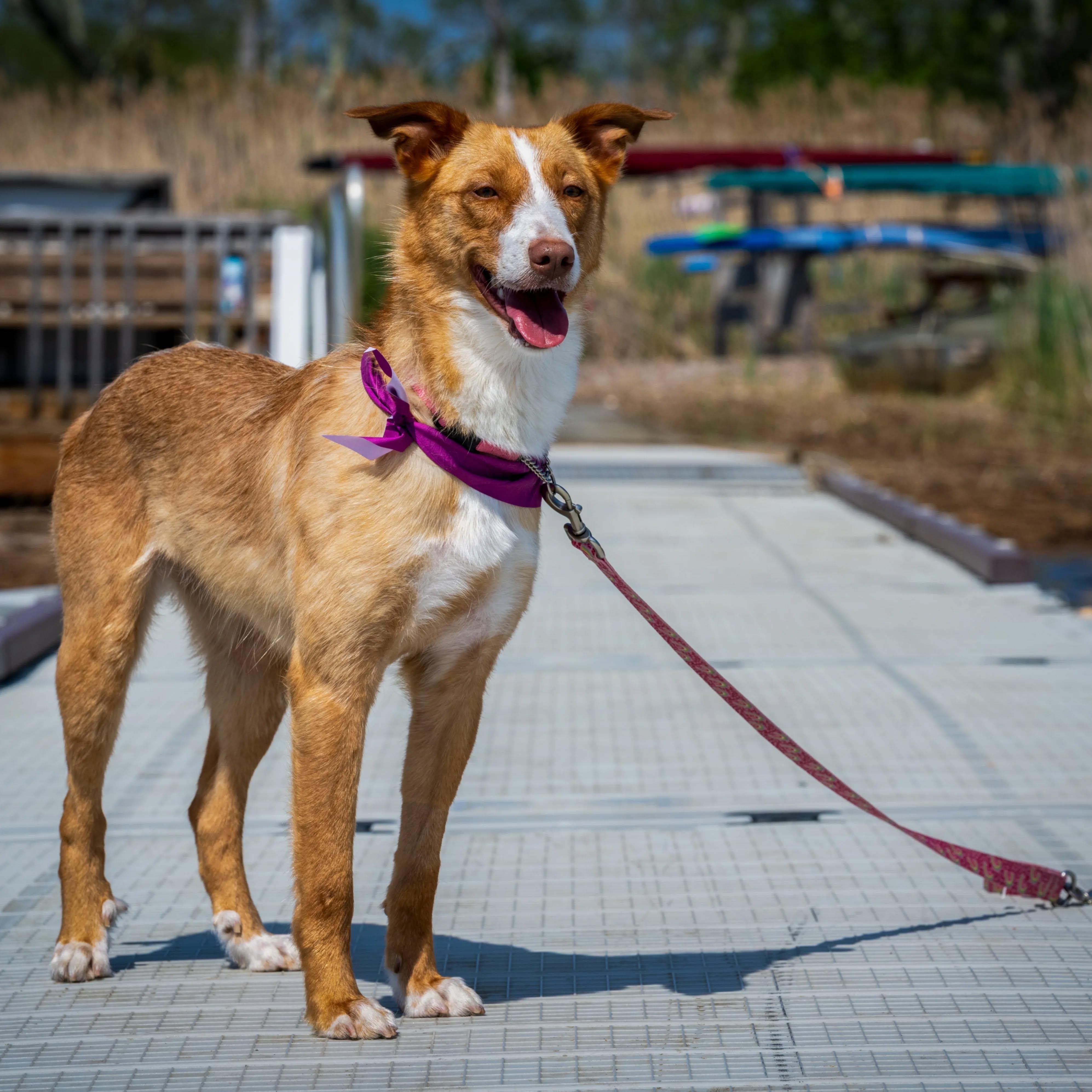 Cami, a Adoptable mixed breed in HANSON, MA image 3/5