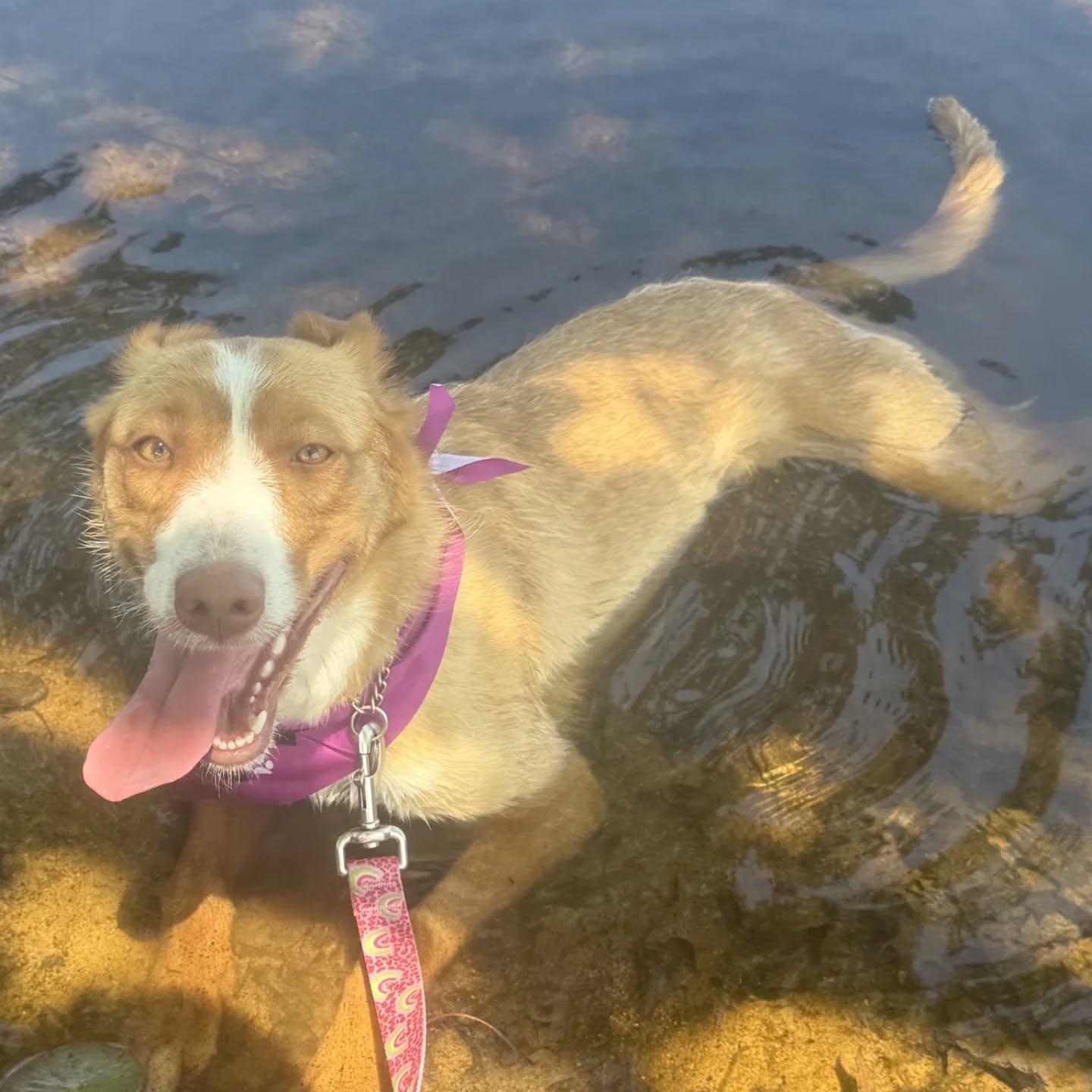 Cami, a Adoptable mixed breed in HANSON, MA image 5/5