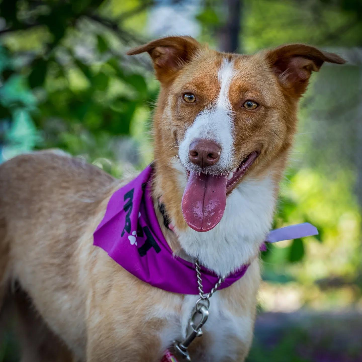 Cami, Adoptable, Young Female Portuguese Podengo & Greyhound.
