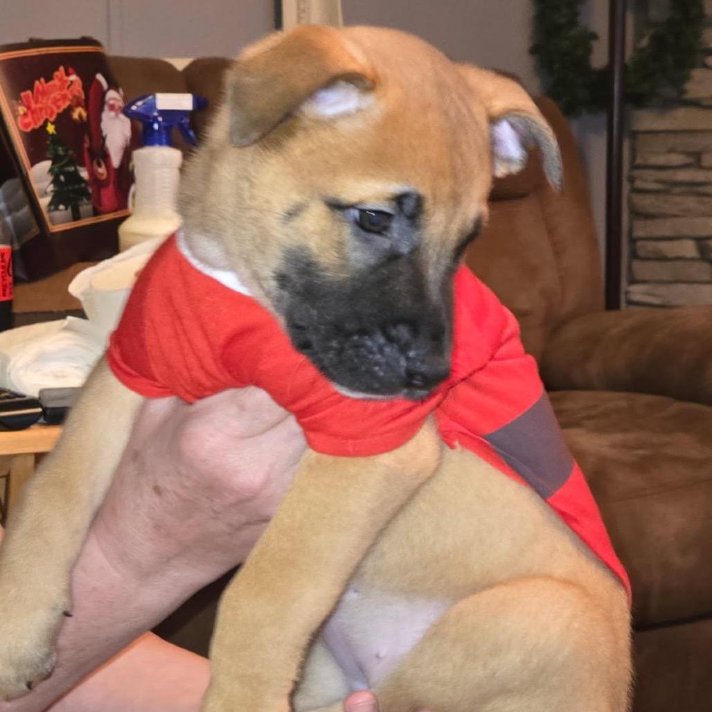 Mollie, Adoptable, Puppy Female Shepherd.