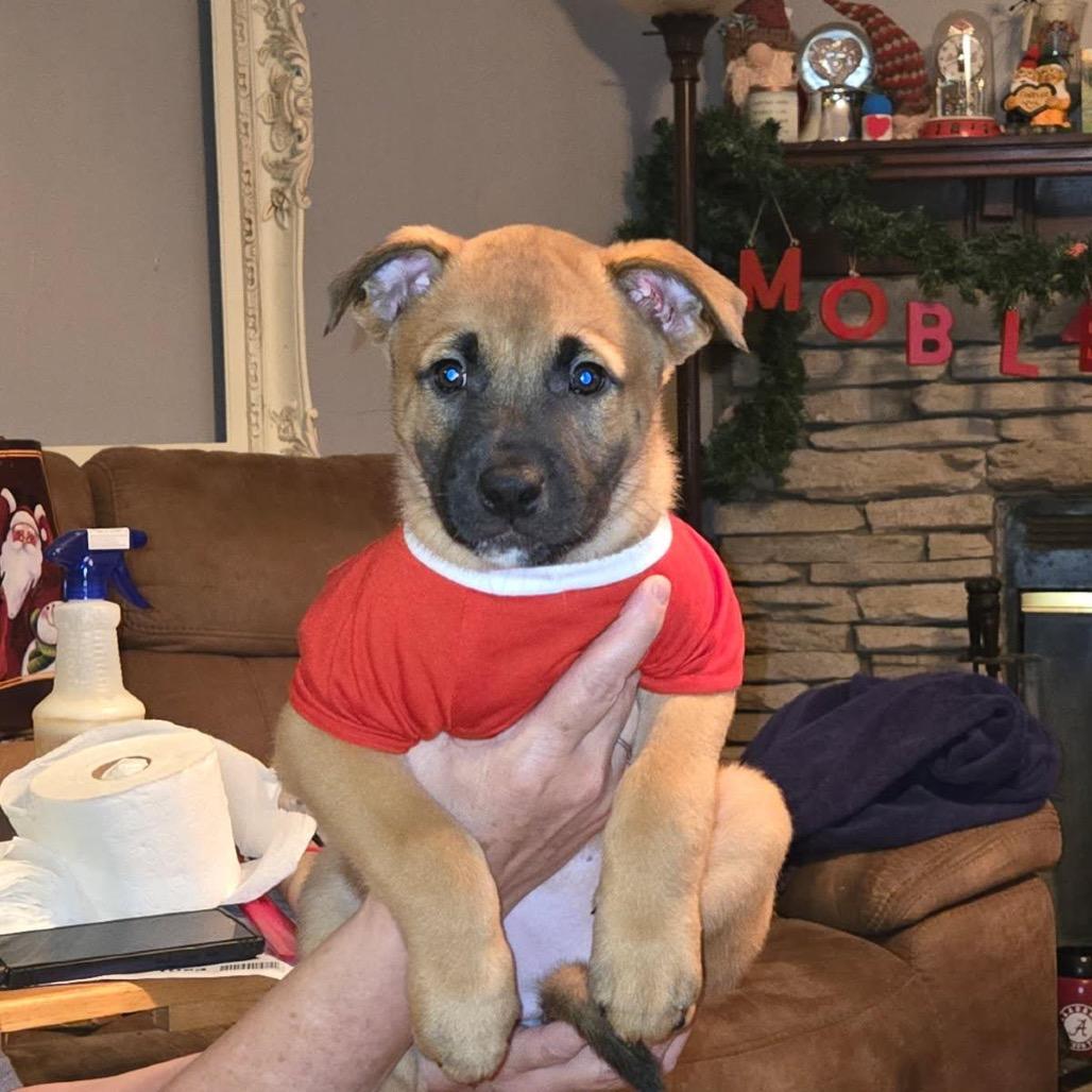 Enlarge Mollie, a Adoptable Shepherd in Opelika, AL image 2/2