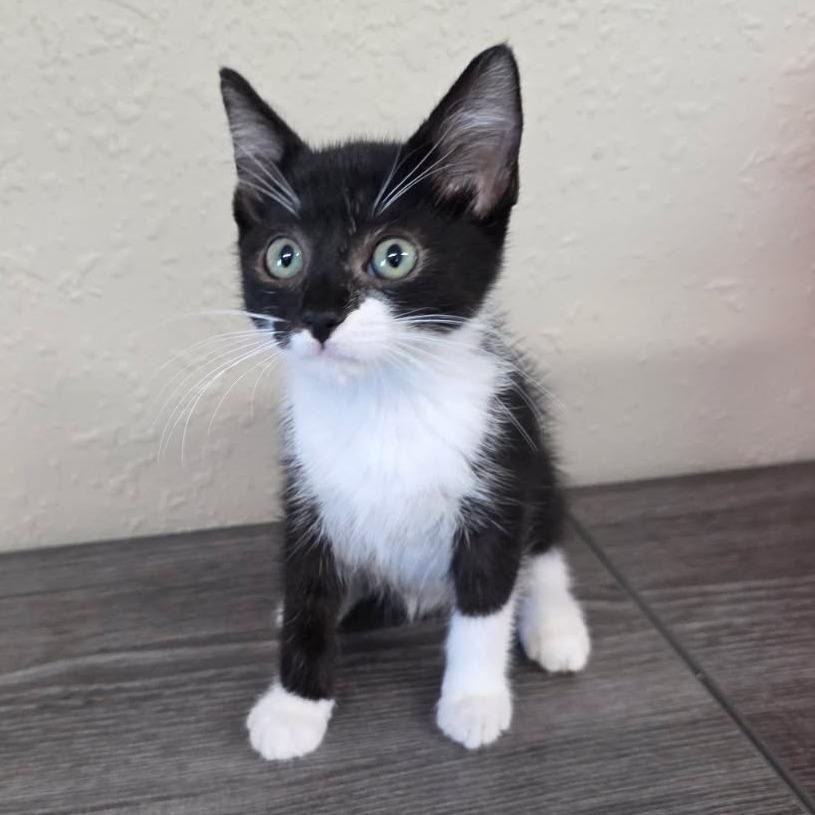 SETZER, Adoptable, Young Male Domestic Medium Hair.