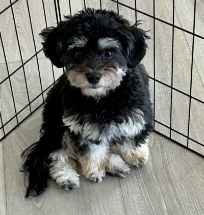 Maverick in NE - Adopted July 23, 2026, Adopted, Puppy Male Havanese.