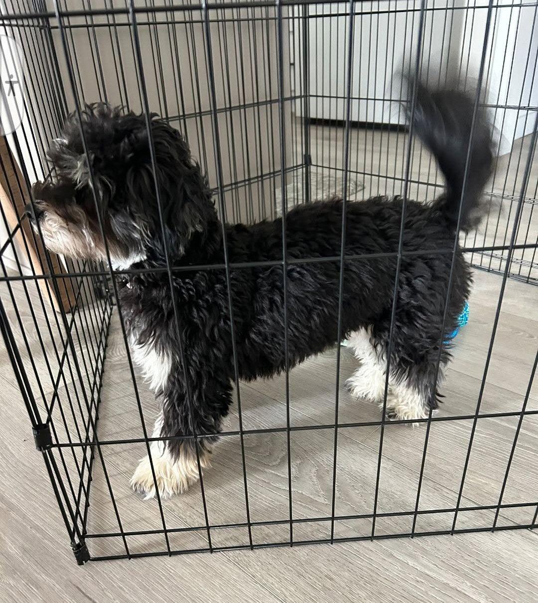 Maverick in NE - Adopted July 23, 2026, a Adopted Havanese in Cumming, GA image 2/2