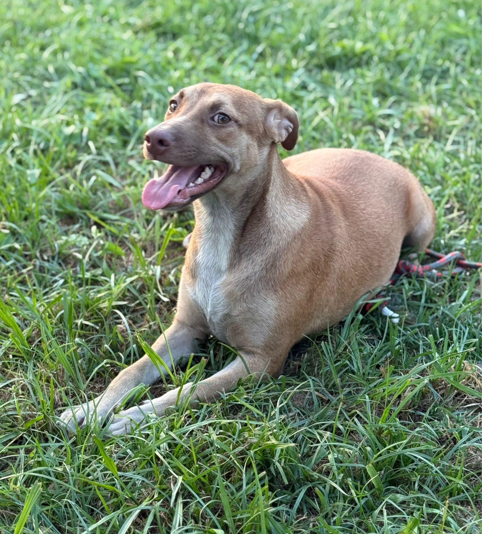 Jacky, Young Female Mixed Breed