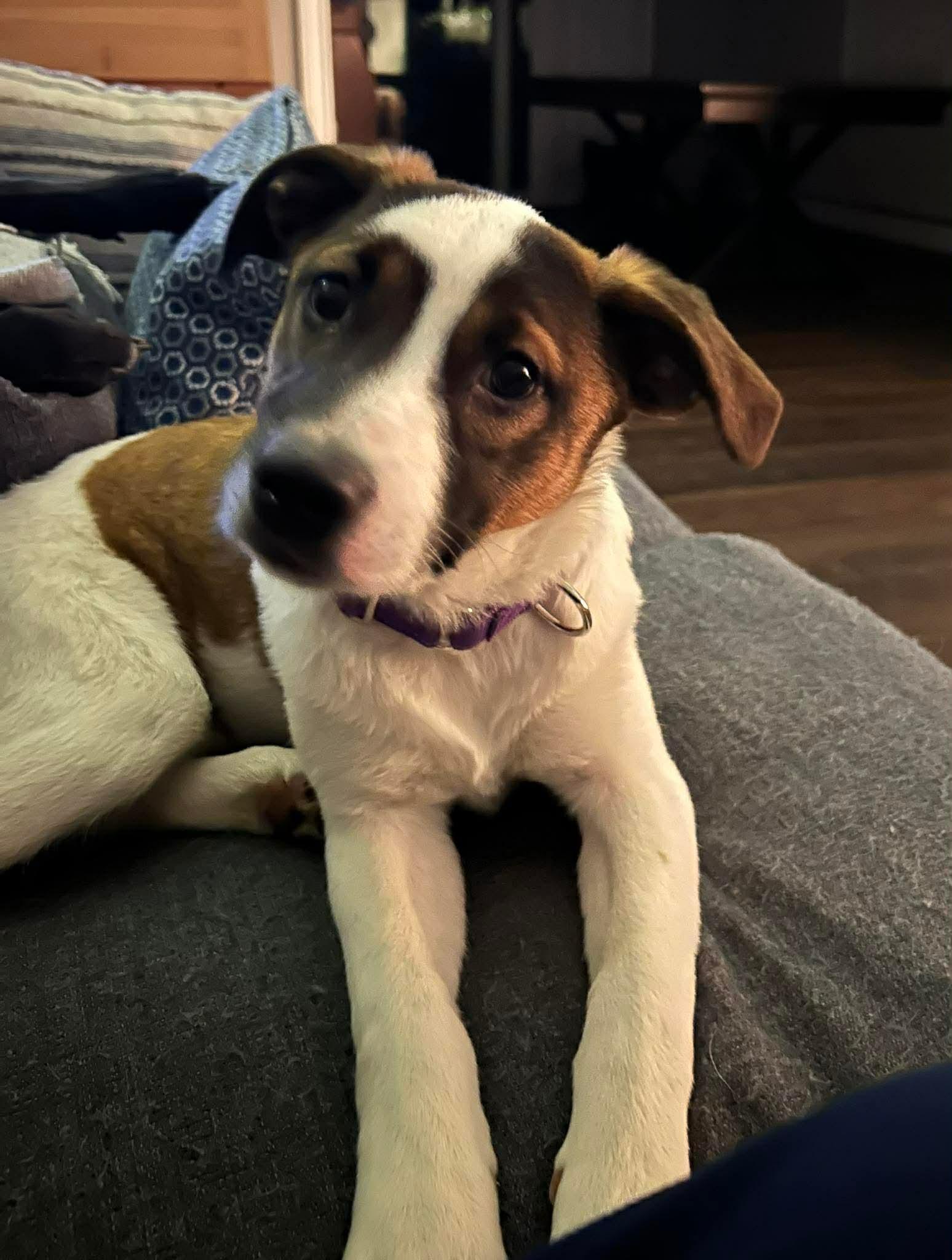 Enlarge ALEXAS, a Adoptable mixed breed in Pomfret Center, CT image 1/3