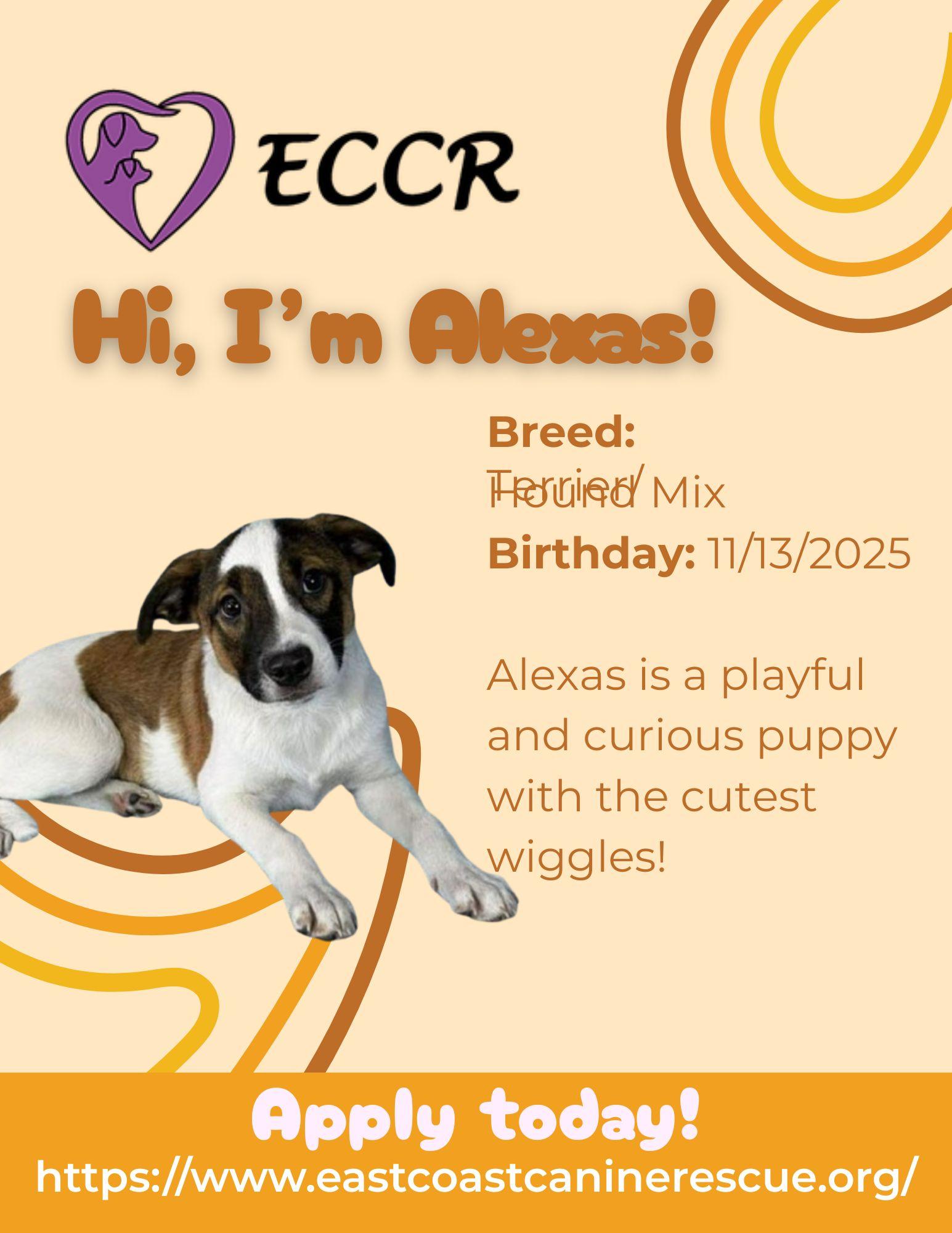 ALEXAS, a Adoptable mixed breed in Pomfret Center, CT image 2/3