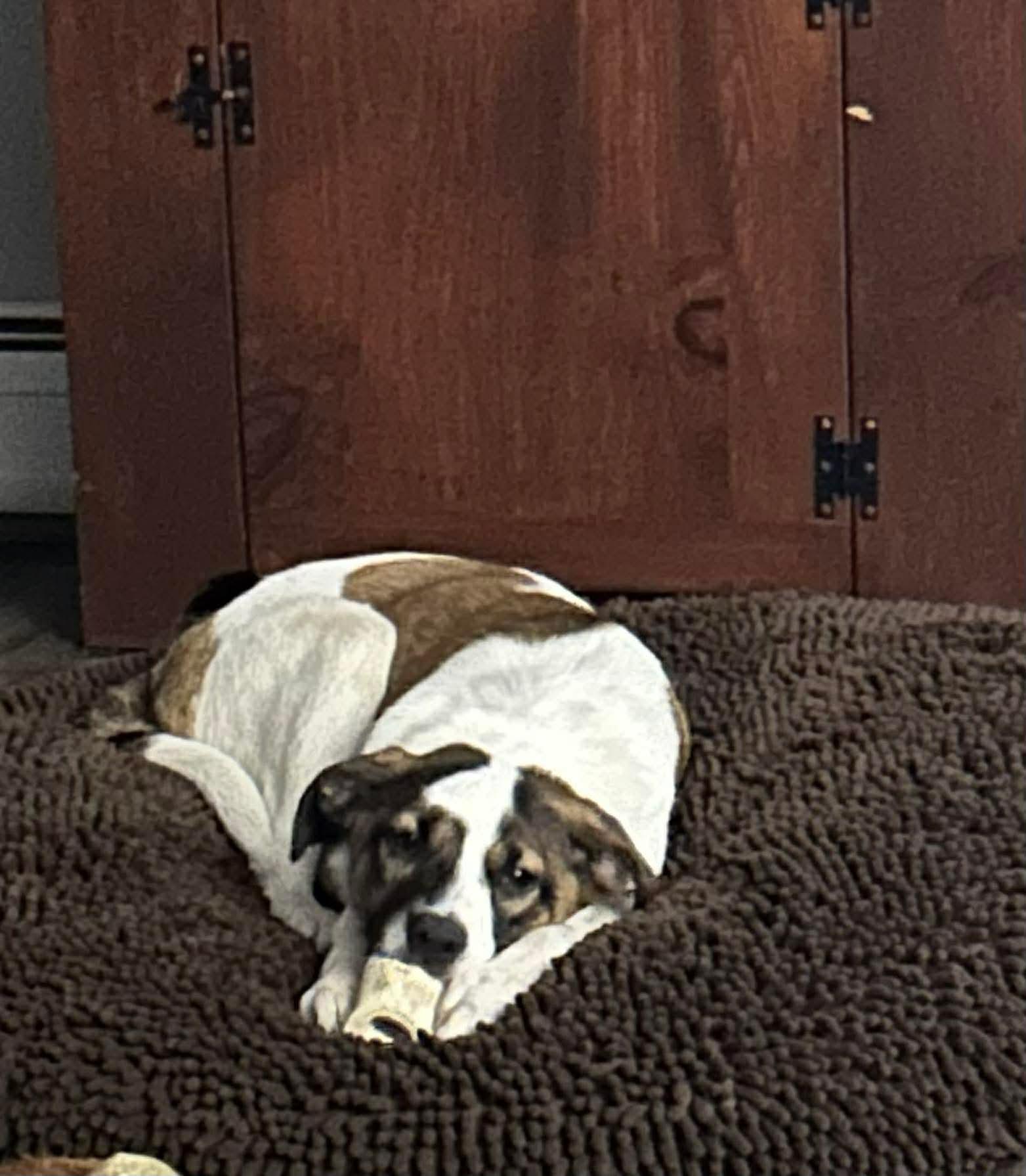 Enlarge ALEXAS, a Adoptable mixed breed in Pomfret Center, CT image 2/3