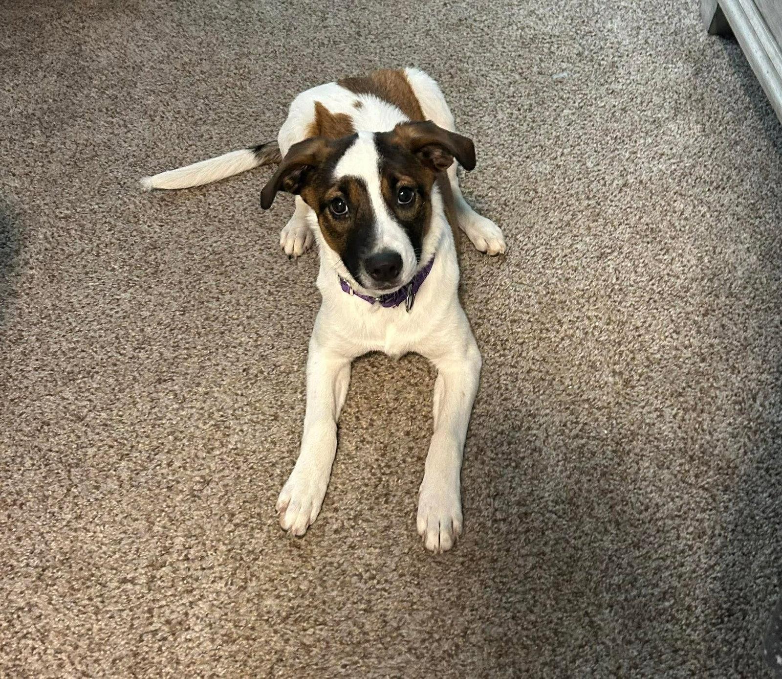 Enlarge ALEXAS, a Adoptable mixed breed in Pomfret Center, CT image 3/3