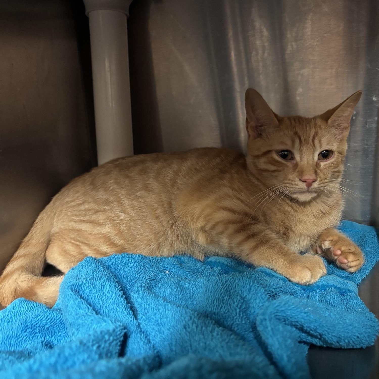 Sinon CS-243/26, Adoptable, Kitten Male Domestic Short Hair.