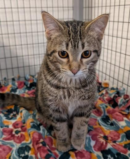 Enlarge James, a ADOPTABLE Domestic Short Hair in Buffalo, MN image 1/1