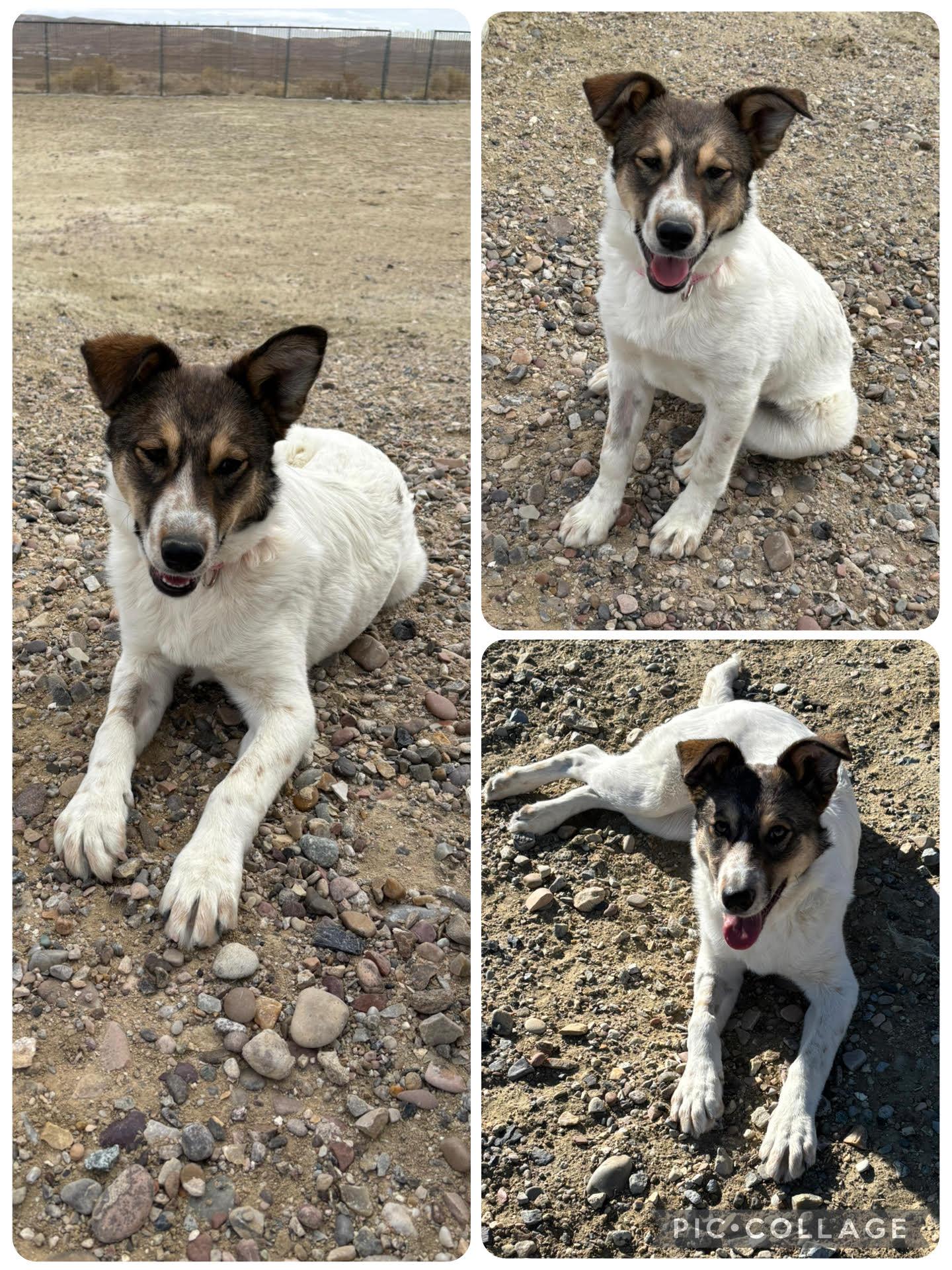 Enlarge Presley, a ADOPTABLE Mixed Breed in Rock Springs, WY image 1/1