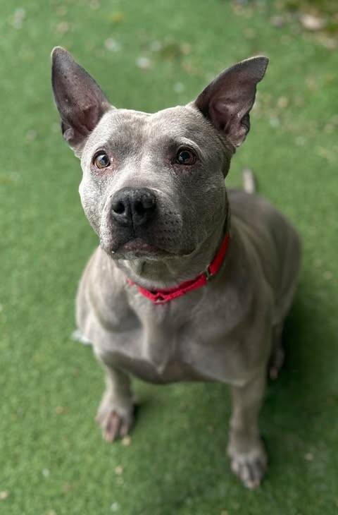 Bella May — thumbnail 2