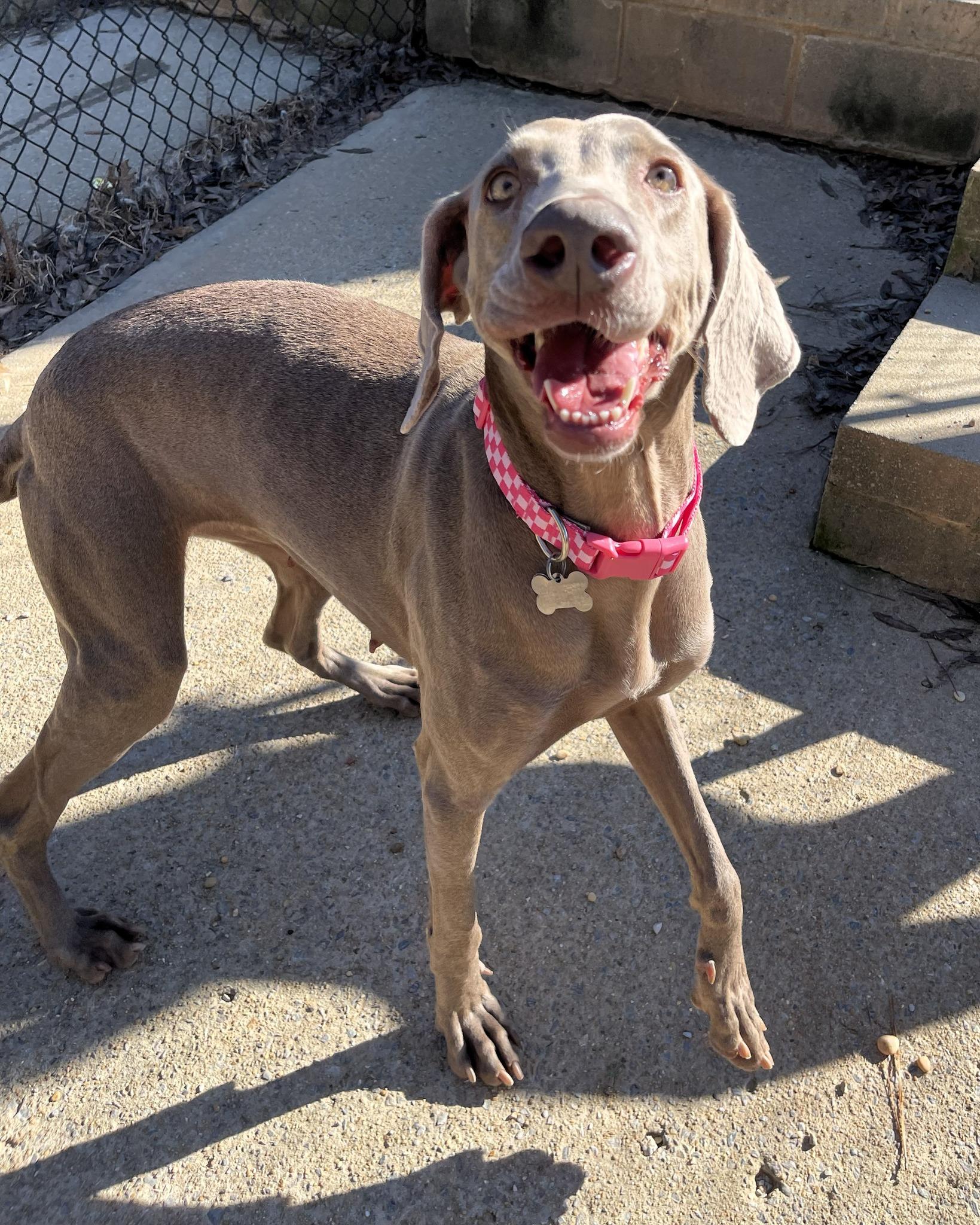 Shelby, a ADOPTABLE Weimaraner in Birmingham, AL image 1/4