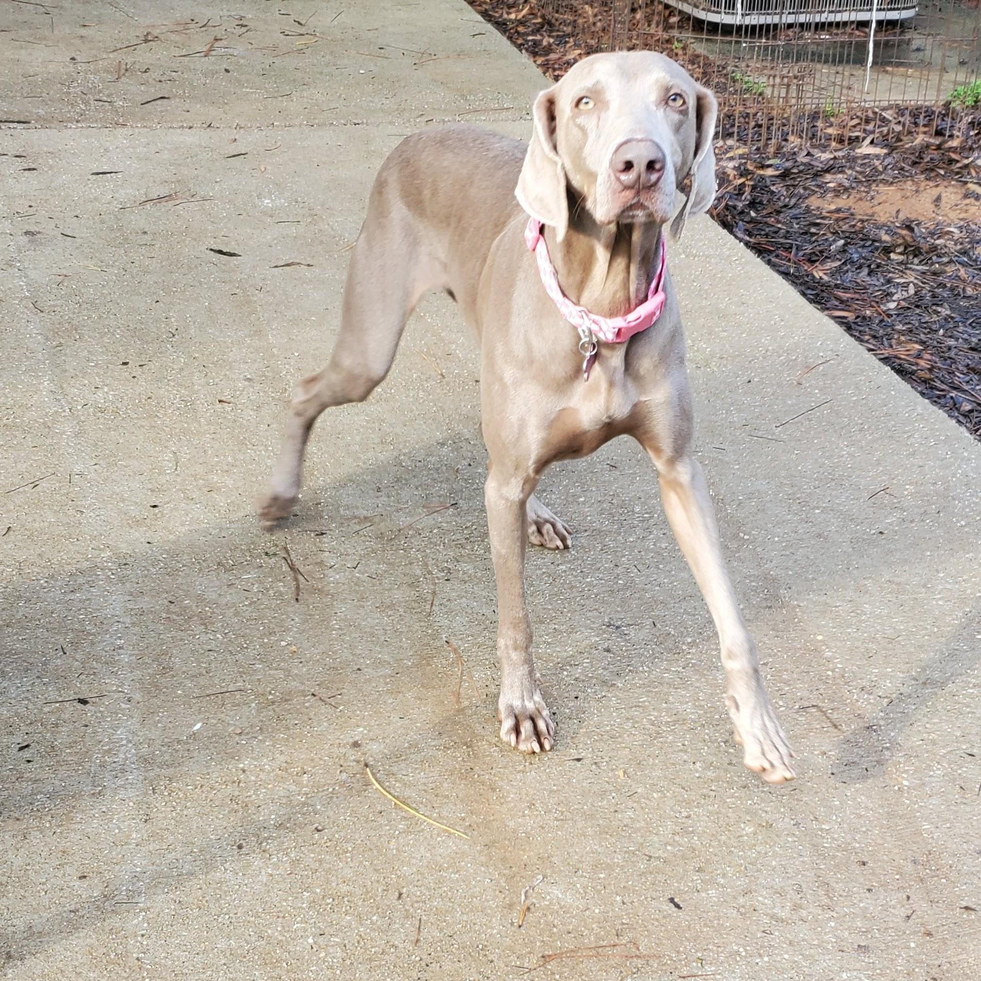 Shelby, a ADOPTABLE Weimaraner in Birmingham, AL image 3/4
