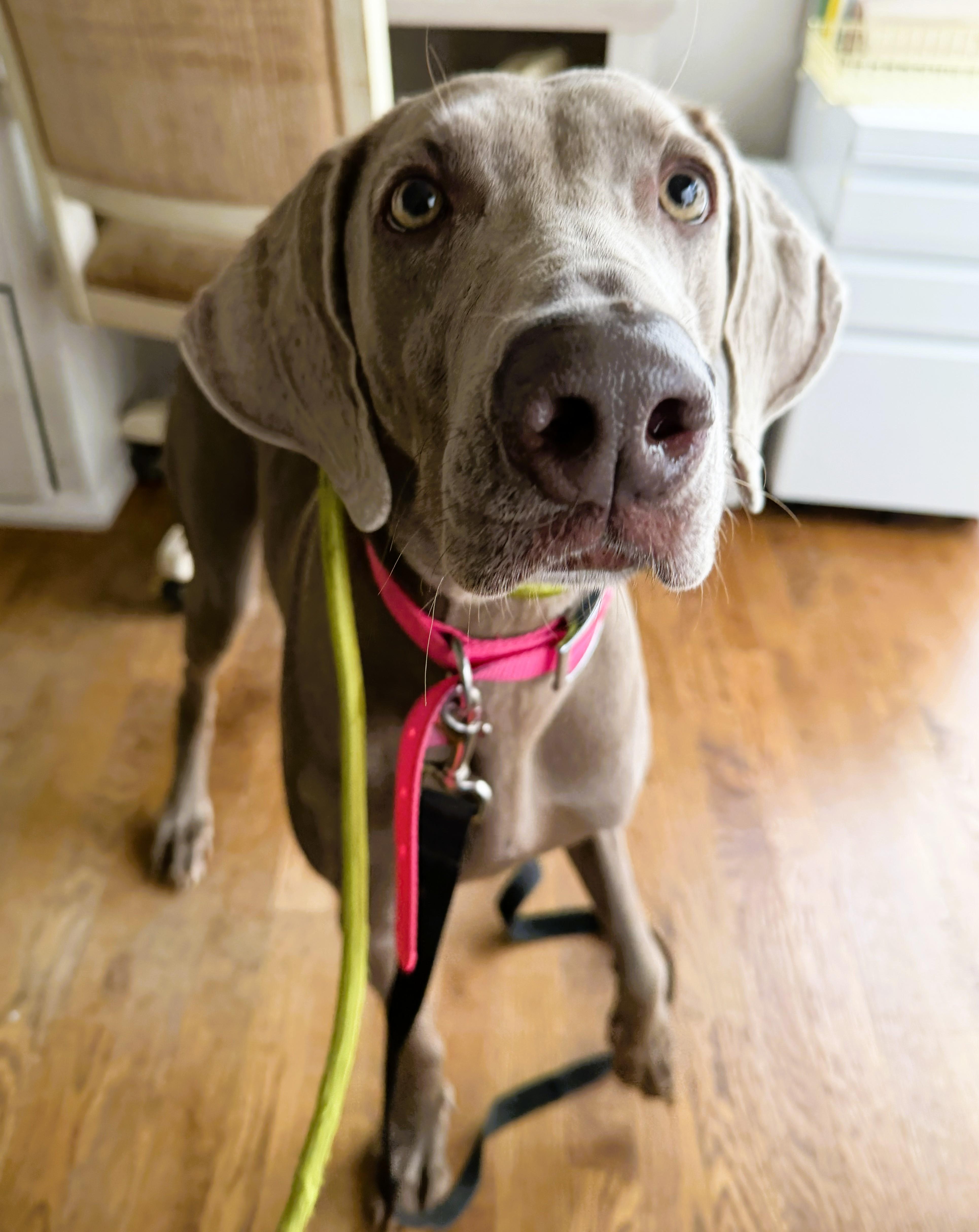 Enlarge Shelby, a ADOPTABLE Weimaraner in Birmingham, AL image 1/1