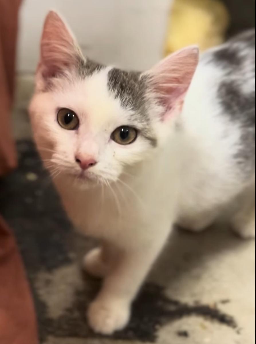 Gwen , adoptable, Kitten Female Domestic Short Hair.