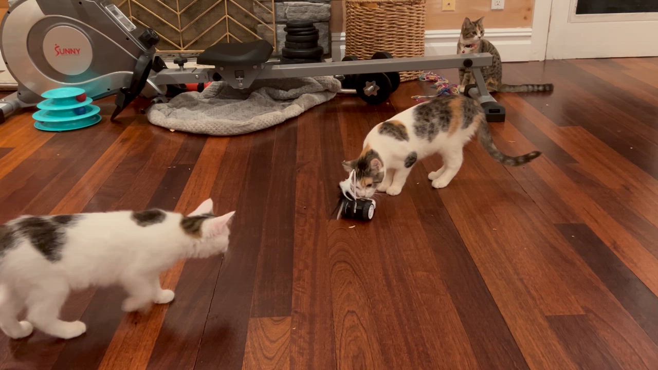 Enlarge Gwen , an adoptable Domestic Short Hair in West Nyack, NY video 2/2