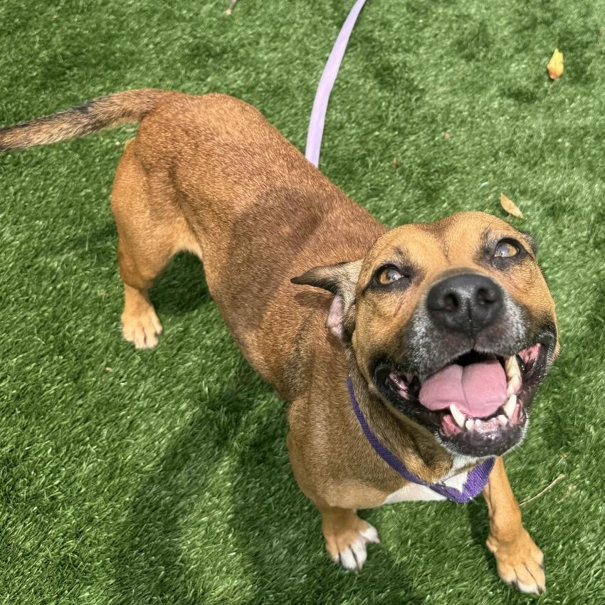Nixy, Adoptable, Adult Female Mixed Breed.