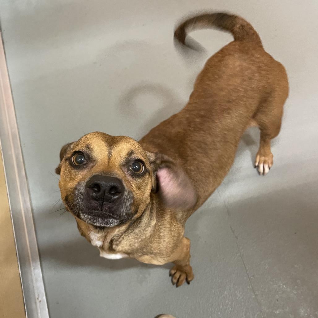 Nixy, a Adoptable Mixed Breed in Saint Charles, MO image 2/6