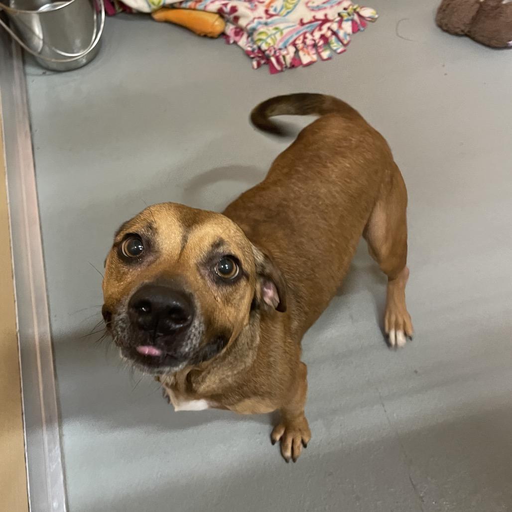 Nixy, a Adoptable Mixed Breed in Saint Charles, MO image 3/6