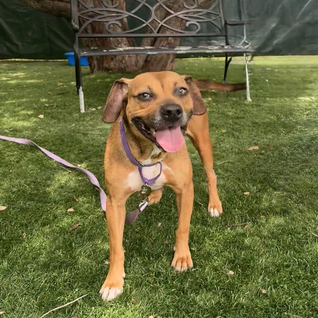 Nixy, a Adoptable Mixed Breed in Saint Charles, MO image 4/6