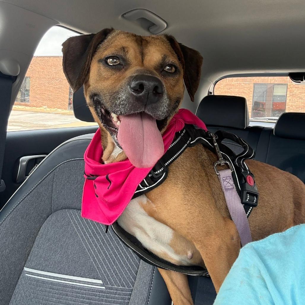 Nixy, a Adoptable Mixed Breed in Saint Charles, MO image 5/6
