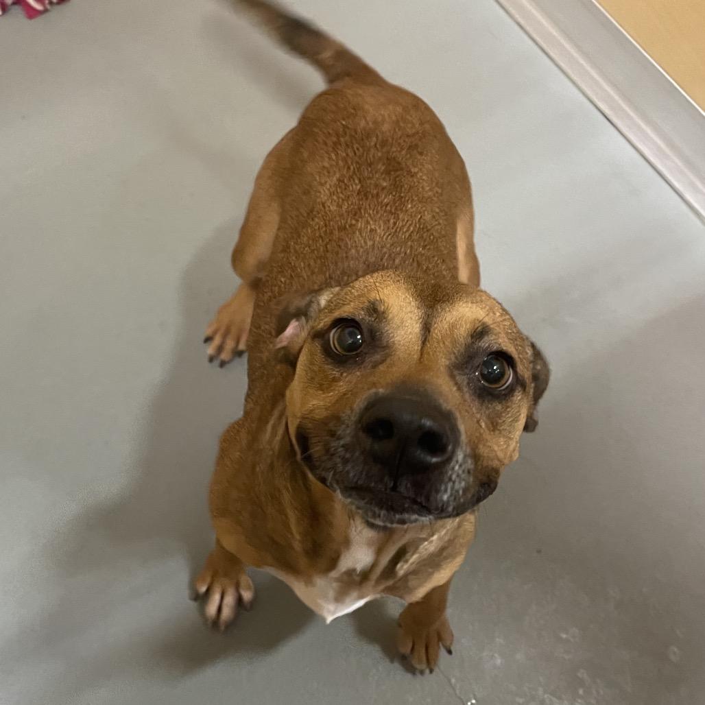 Nixy, a Adoptable Mixed Breed in Saint Charles, MO image 6/6