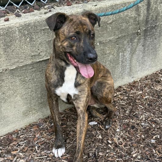 Enlarge Jimson, a Adoptable mixed breed in Naperville, IL image 2/3