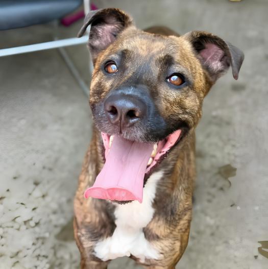 Enlarge Jimson, a Adoptable mixed breed in Naperville, IL image 3/3