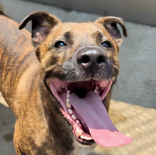 Enlarge Jimson, a Adoptable mixed breed in Naperville, IL image 1/3