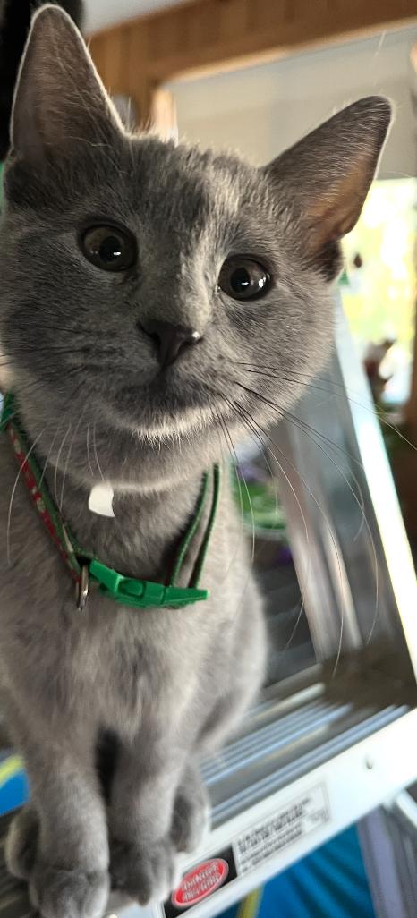 Enlarge Rune, a Adoptable Domestic Short Hair in Topsham, ME image 1/2