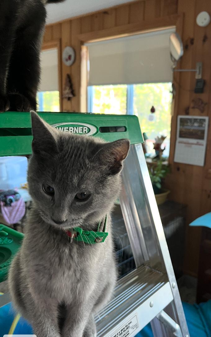 Enlarge Rune, a Adoptable Domestic Short Hair in Topsham, ME image 2/2